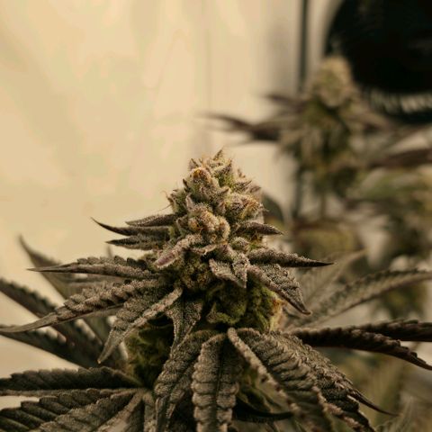 DNA Cake  growlog timeline photo