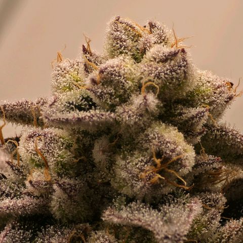 DNA Cake  growlog timeline photo