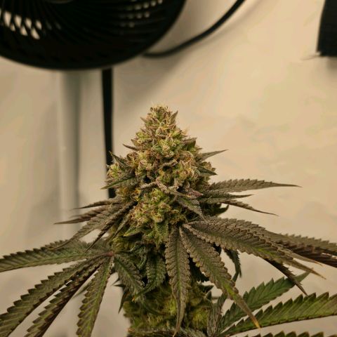 DNA Cake  growlog timeline photo