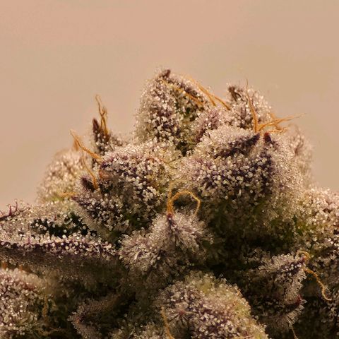DNA Cake  growlog timeline photo