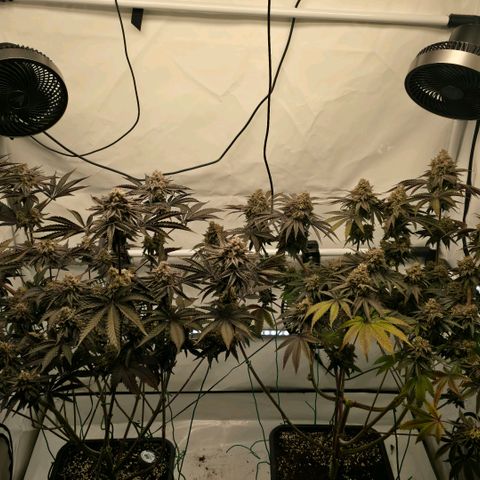 DNA Cake  growlog timeline photo