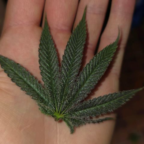 DNA Cake  growlog timeline photo