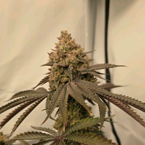 DNA Cake  growlog timeline photo