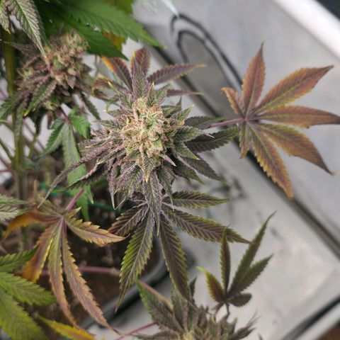 DNA Cake  growlog timeline photo