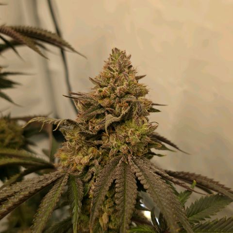 DNA Cake  growlog timeline photo