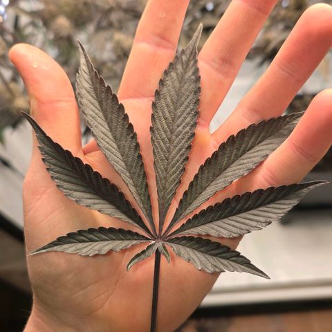 DNA Cake  growlog timeline photo