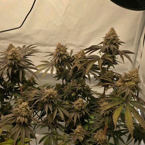 DNA Cake  growlog timeline photo