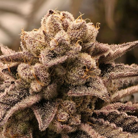 DNA Cake  growlog timeline photo