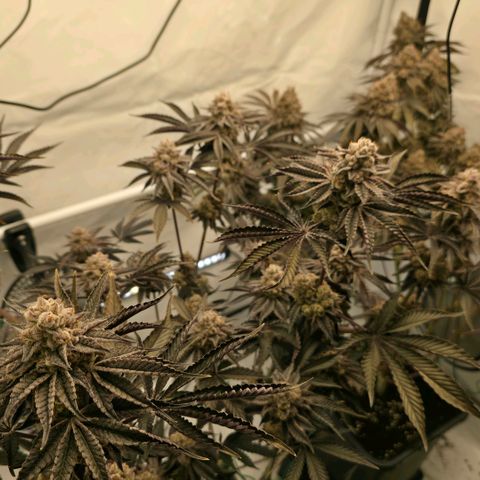 DNA Cake  growlog timeline photo