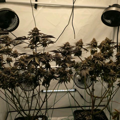 DNA Cake  growlog timeline photo
