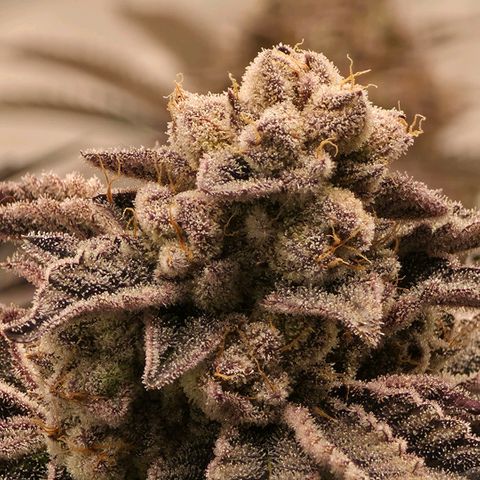 DNA Cake  growlog timeline photo