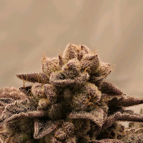DNA Cake  growlog timeline photo