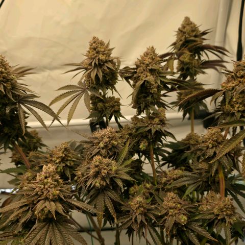 DNA Cake  growlog timeline photo