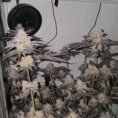 DNA Cake  growlog timeline photo