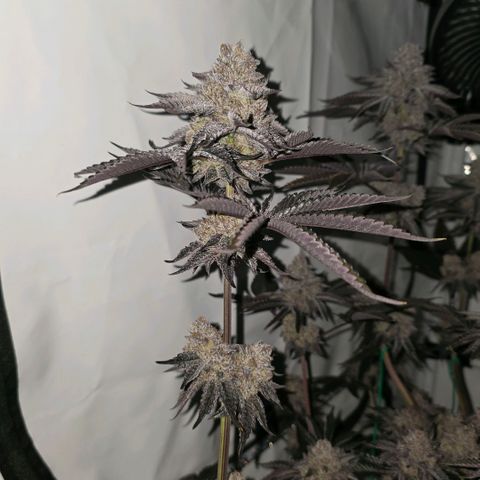 DNA Cake  growlog timeline photo