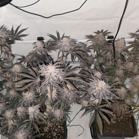 DNA Cake  growlog timeline photo