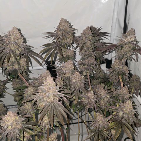 DNA Cake  growlog timeline photo