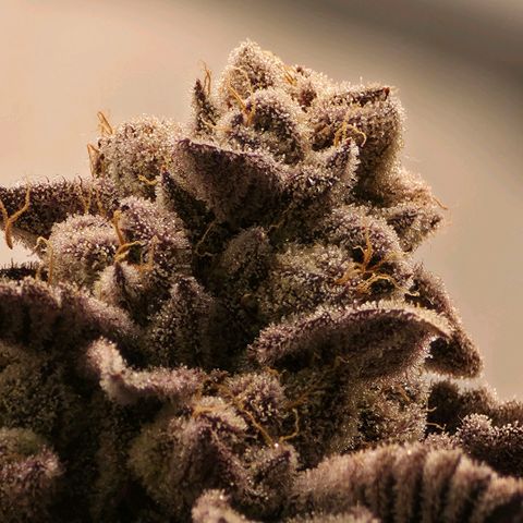 DNA Cake  growlog timeline photo