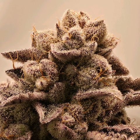 DNA Cake  growlog timeline photo