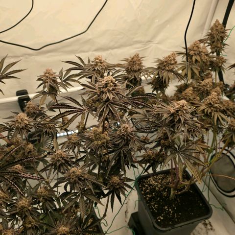 DNA Cake  growlog timeline photo