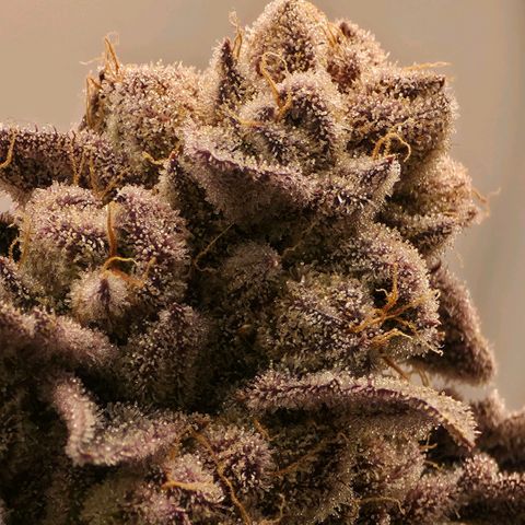 DNA Cake  growlog timeline photo
