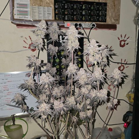 DNA Cake  growlog timeline photo