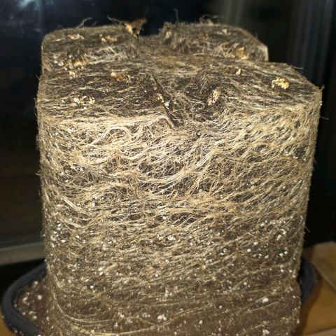 DNA Cake  growlog timeline photo