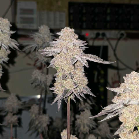 DNA Cake  growlog timeline photo