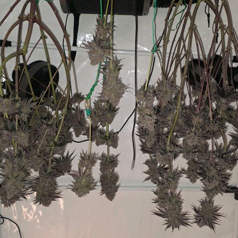 DNA Cake  growlog timeline photo