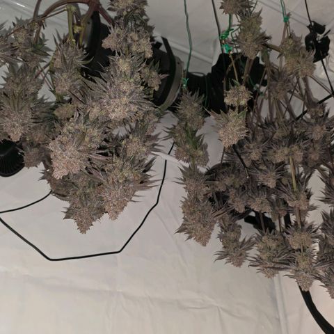 DNA Cake  growlog timeline photo