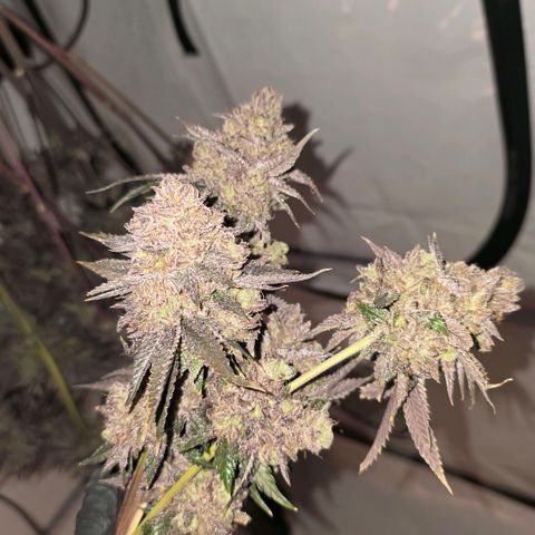DNA Cake  growlog timeline photo