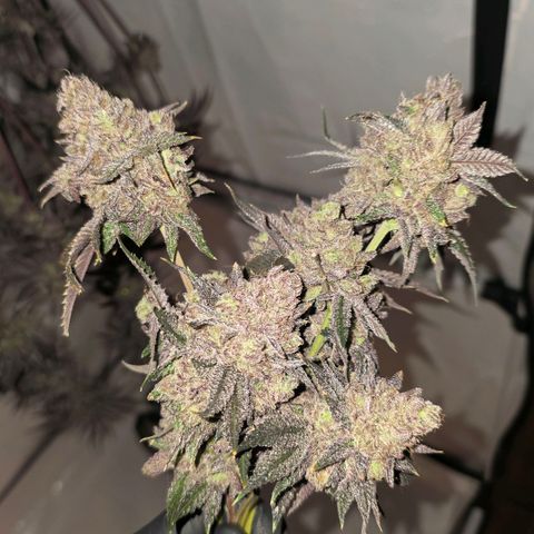DNA Cake  growlog timeline photo