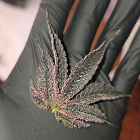 DNA Cake  growlog timeline photo