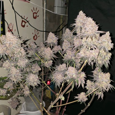 DNA Cake  growlog timeline photo