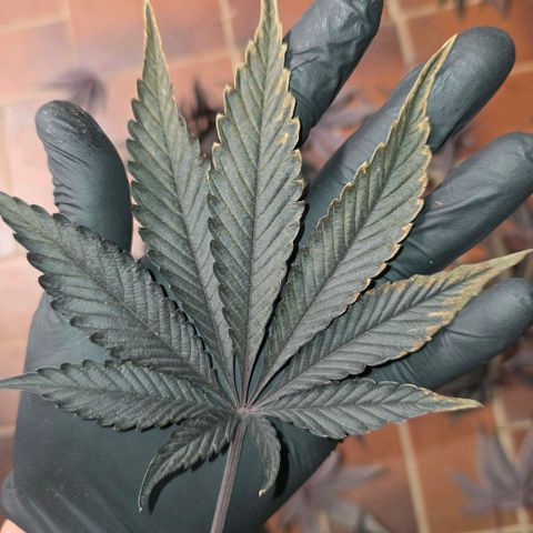 DNA Cake  growlog timeline photo