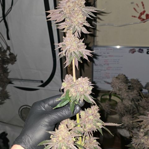 DNA Cake  growlog timeline photo