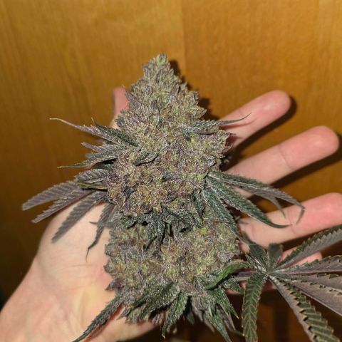 DNA Cake  growlog timeline photo