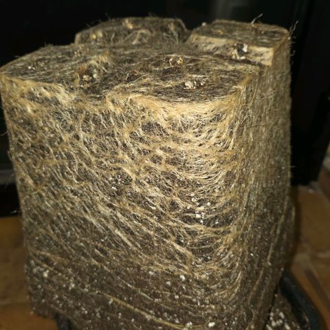DNA Cake  growlog timeline photo