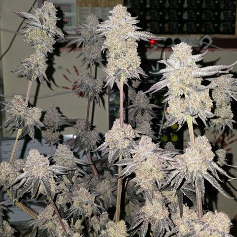 DNA Cake  growlog timeline photo