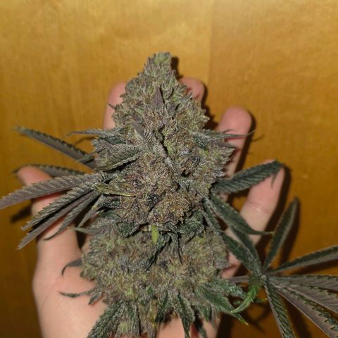 DNA Cake  growlog timeline photo