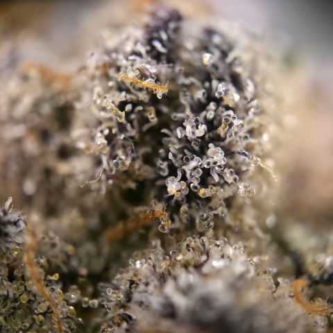 DNA Cake  growlog timeline photo