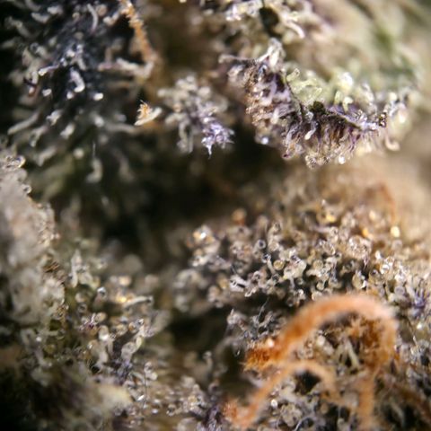 DNA Cake  growlog timeline photo