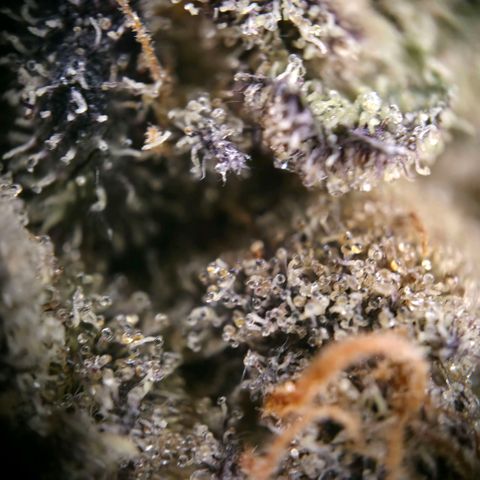 DNA Cake  growlog timeline photo
