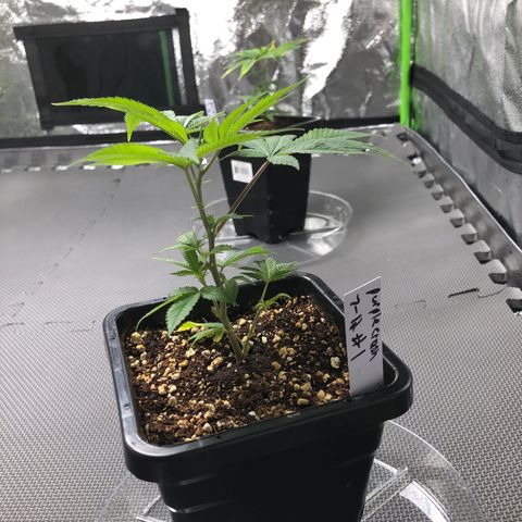 Purple Crash # 1 growlog timeline photo