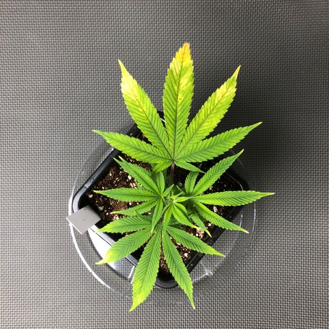 Purple Crash # 2 growlog timeline photo
