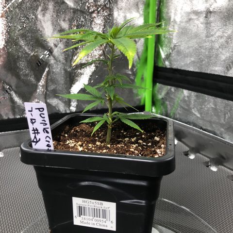 Purple Crash # 2 growlog timeline photo