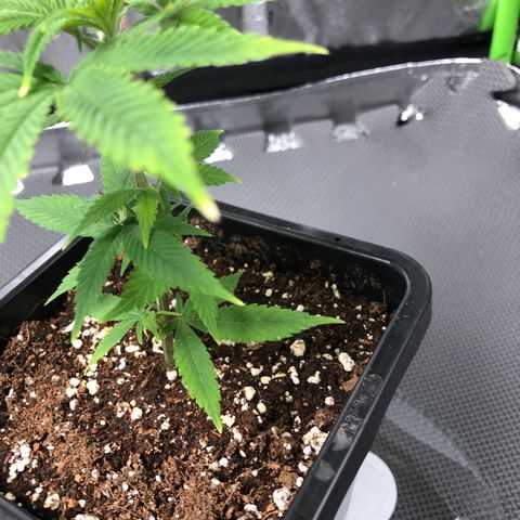 Purple Crash # 2 growlog timeline photo
