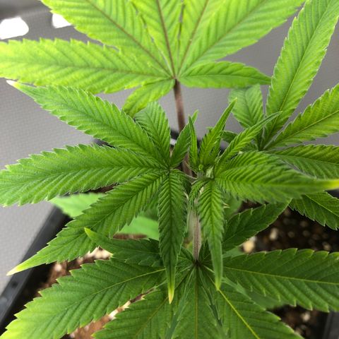 Purple Crash # 2 growlog timeline photo