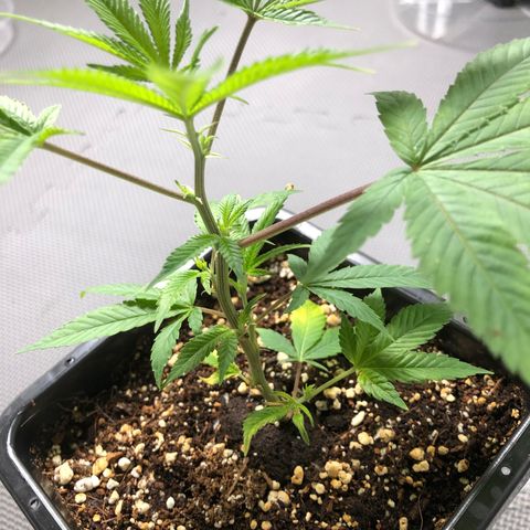 Purple Crash # 1 growlog timeline photo