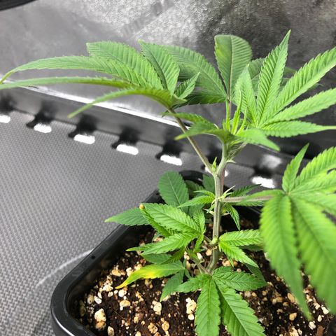 Purple Crash # 1 growlog timeline photo